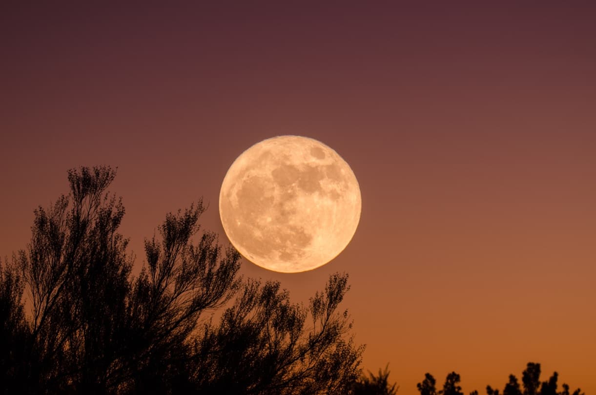 Golden full moon above the trees